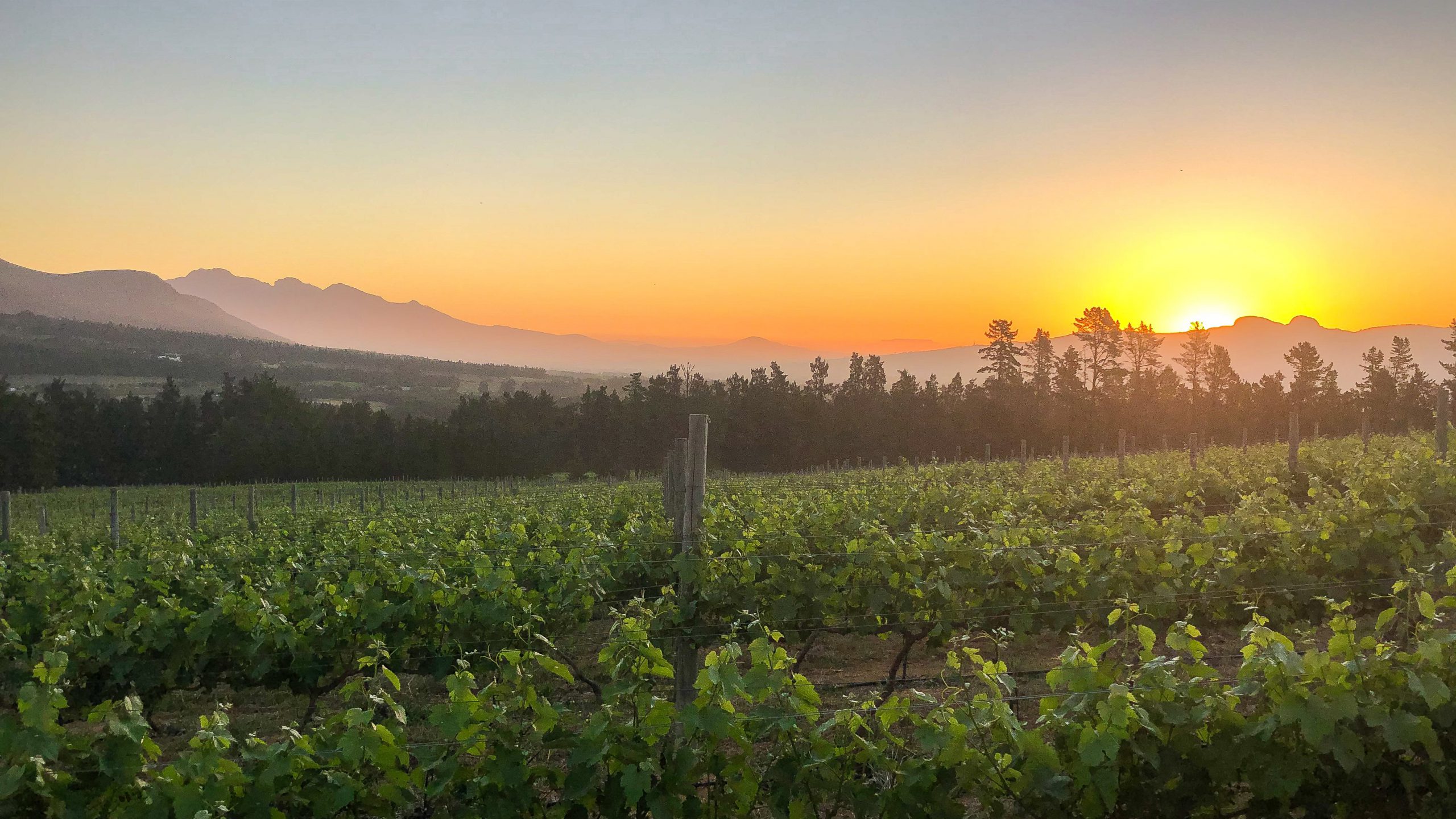 Vineyards at Sunset