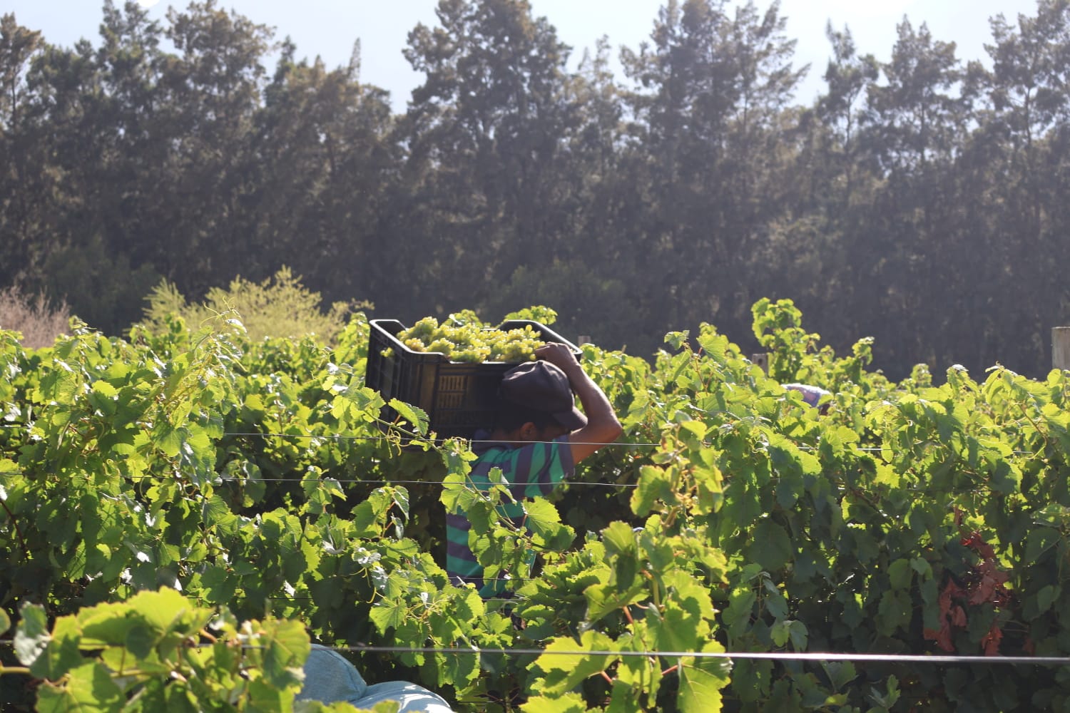 The First Grapes of 2026